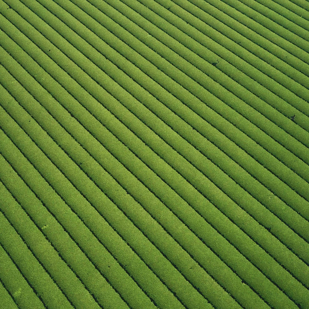 Nuruki Shincha Yutakamidori