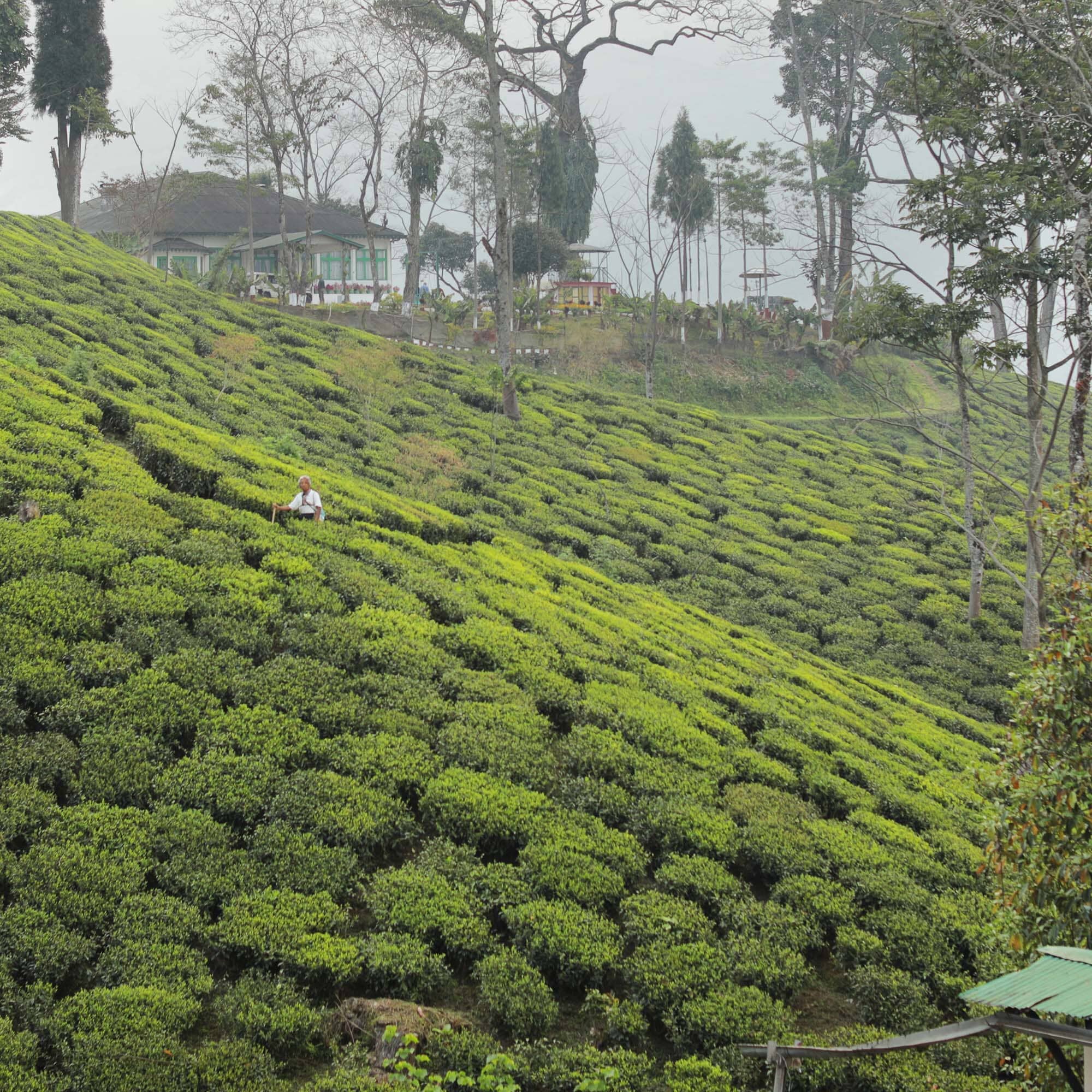 Darjeeling First Flush Lingia DJ4