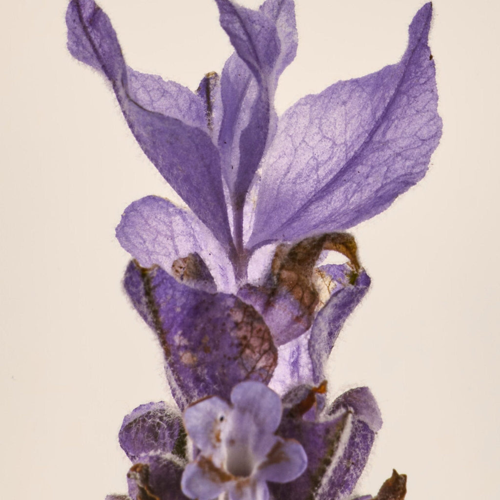 Earl Grey Lavender