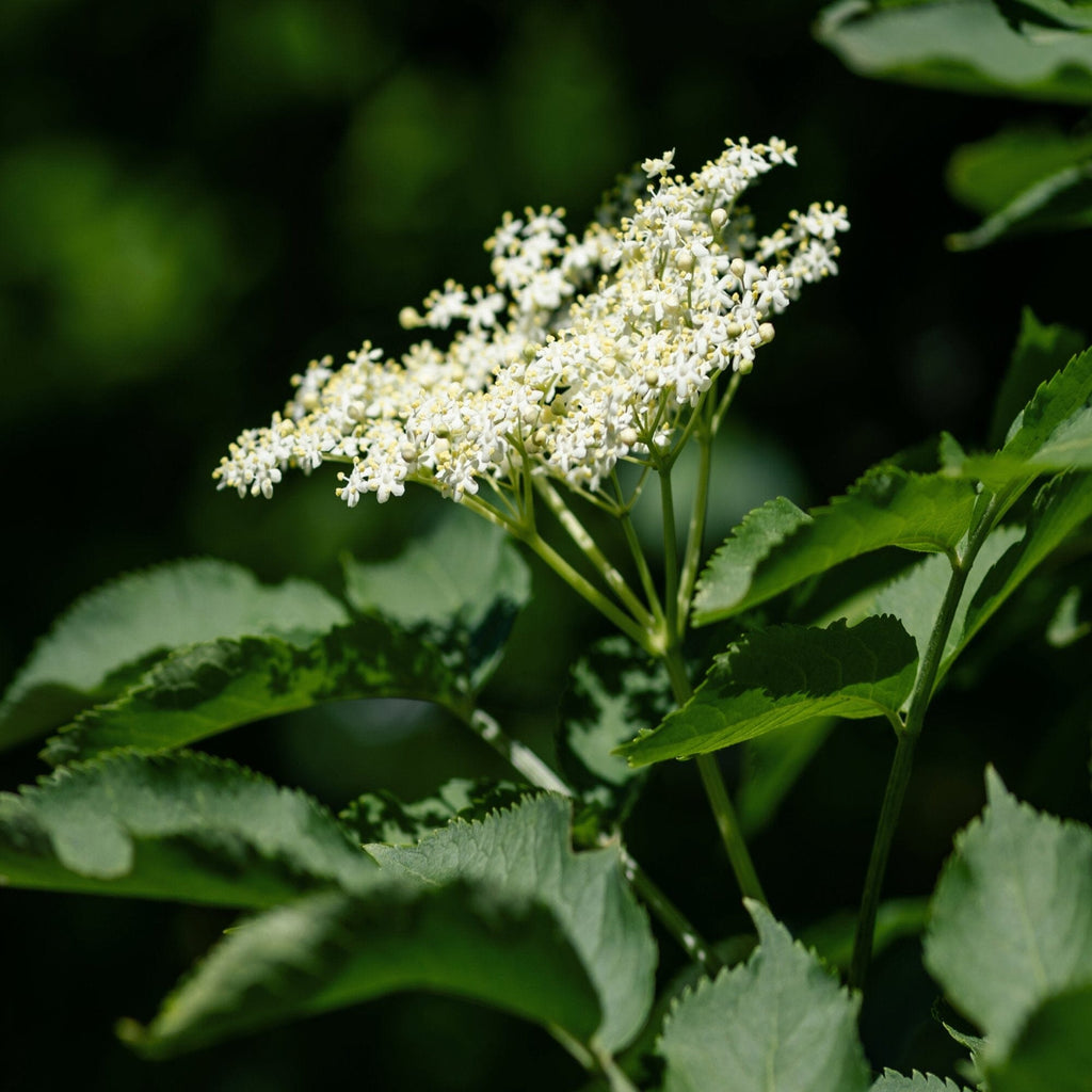 Elderberry Healer