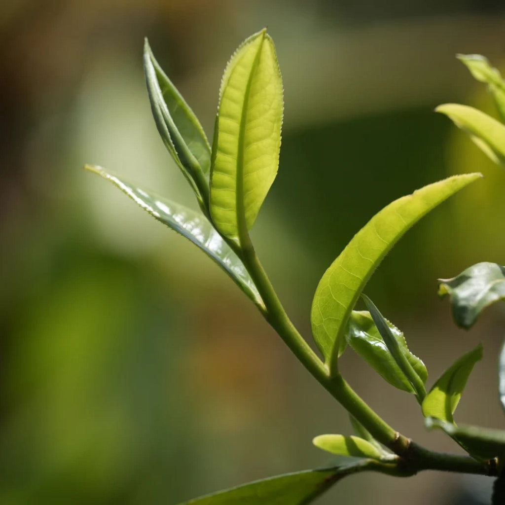 Golden Yunnan