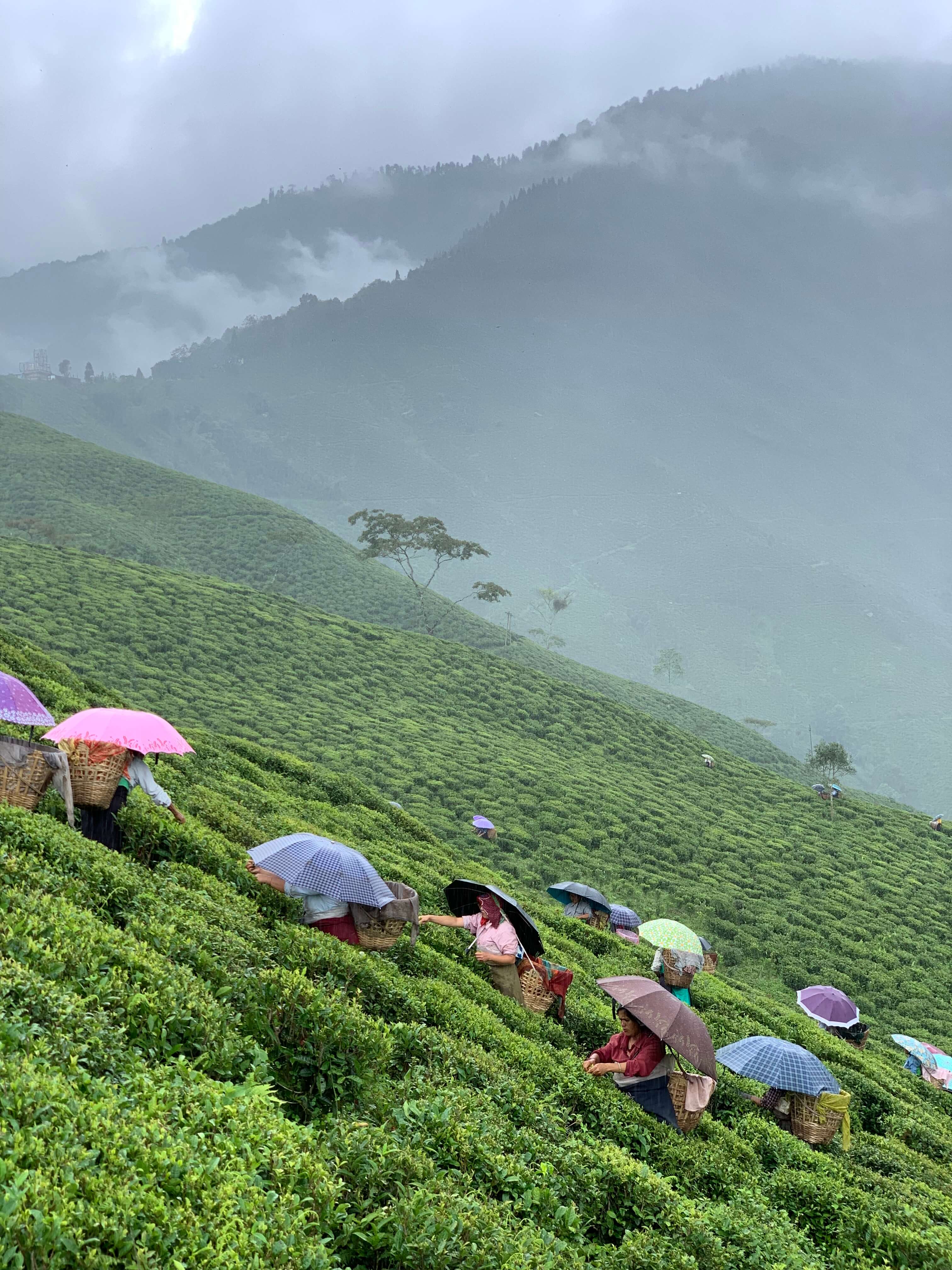 Darjeeling First Flush Lingia DJ4