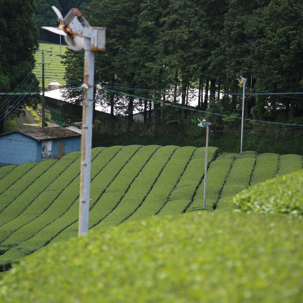 Nuruki Shincha Yutakamidori