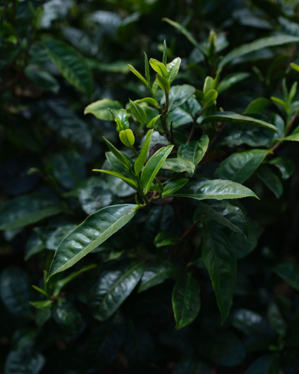 Pu'er Tuo Cha Tangerine Peel