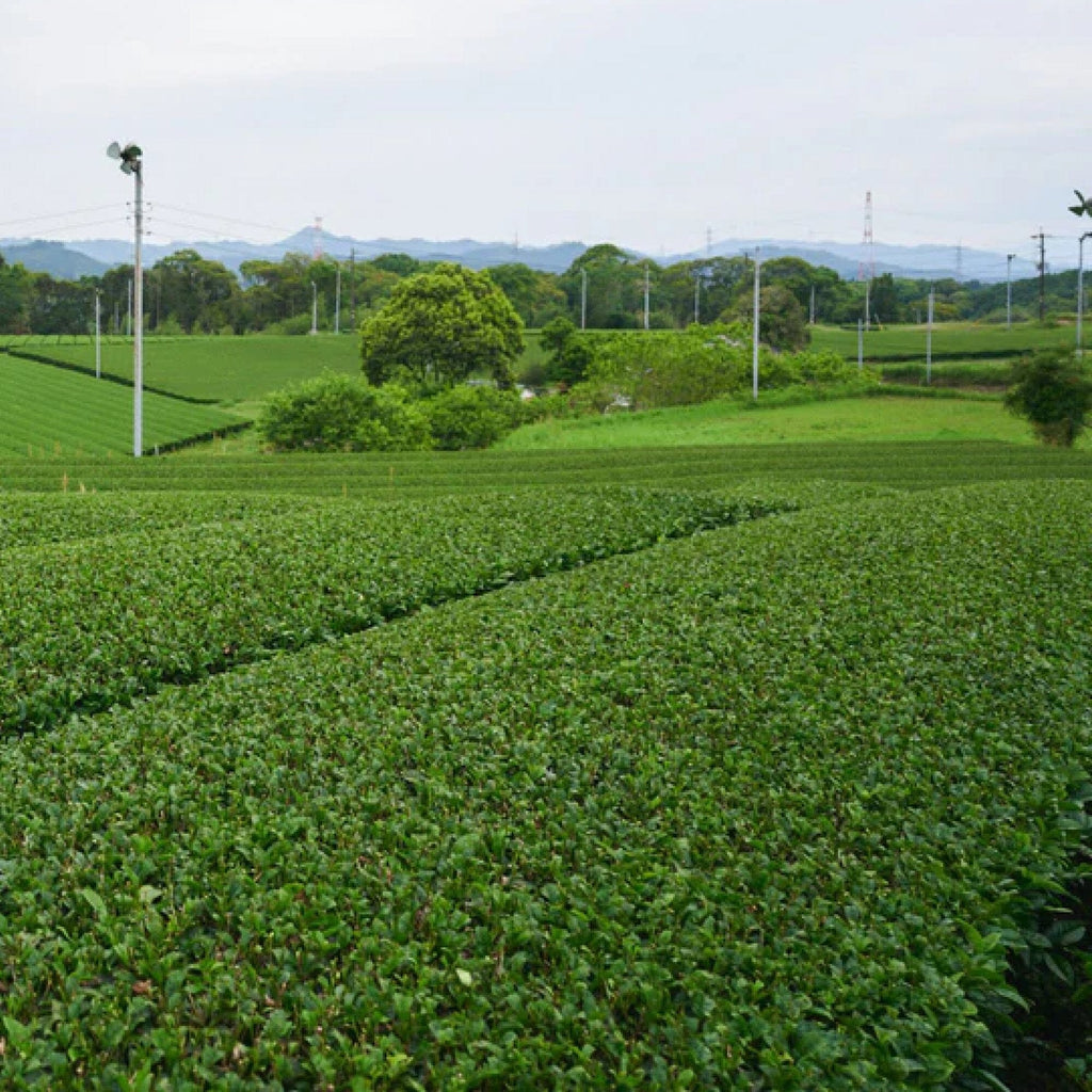 Sencha