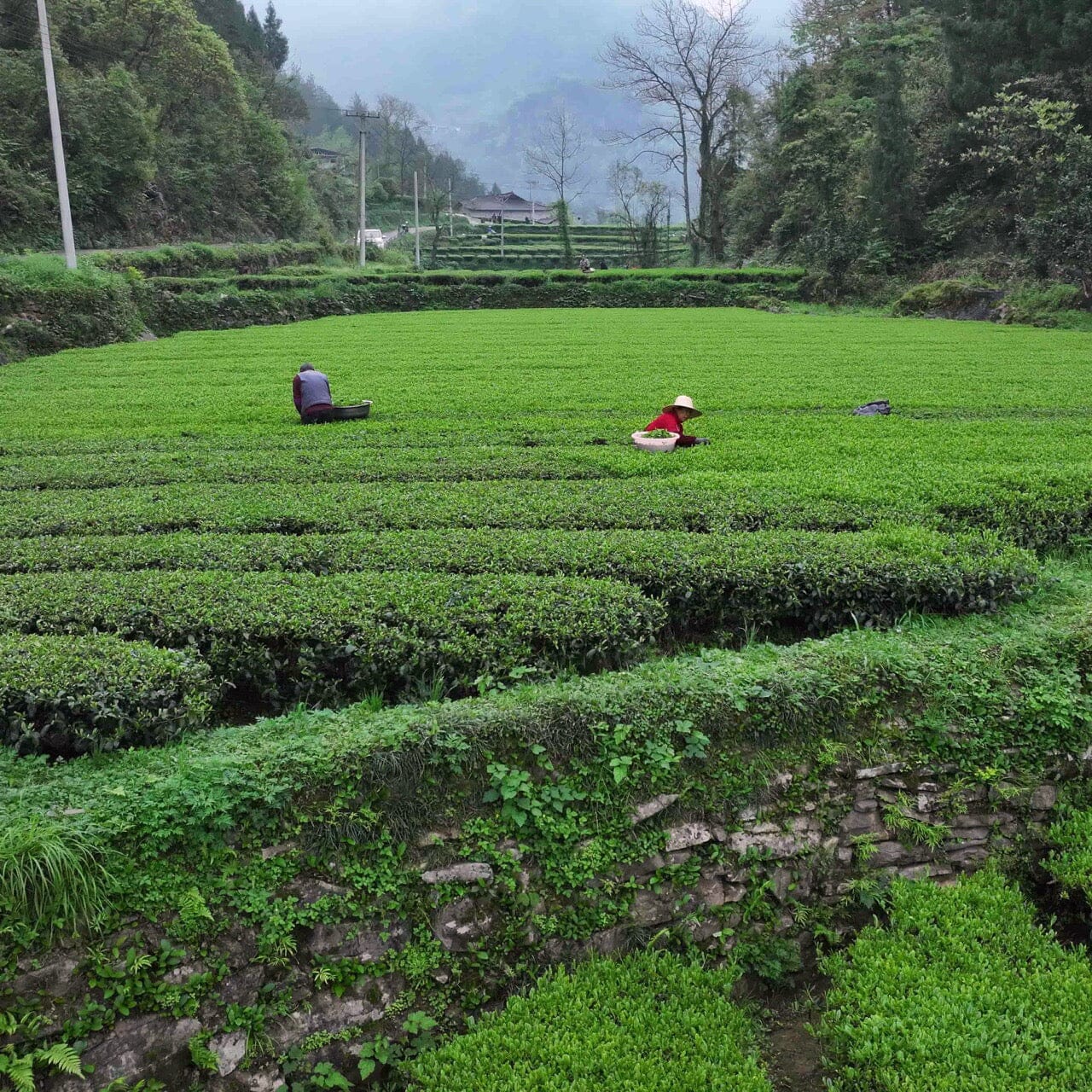 Green Needles Qun Ti Zhong