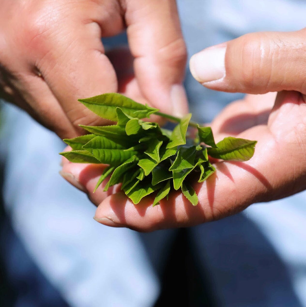Shincha Koushun