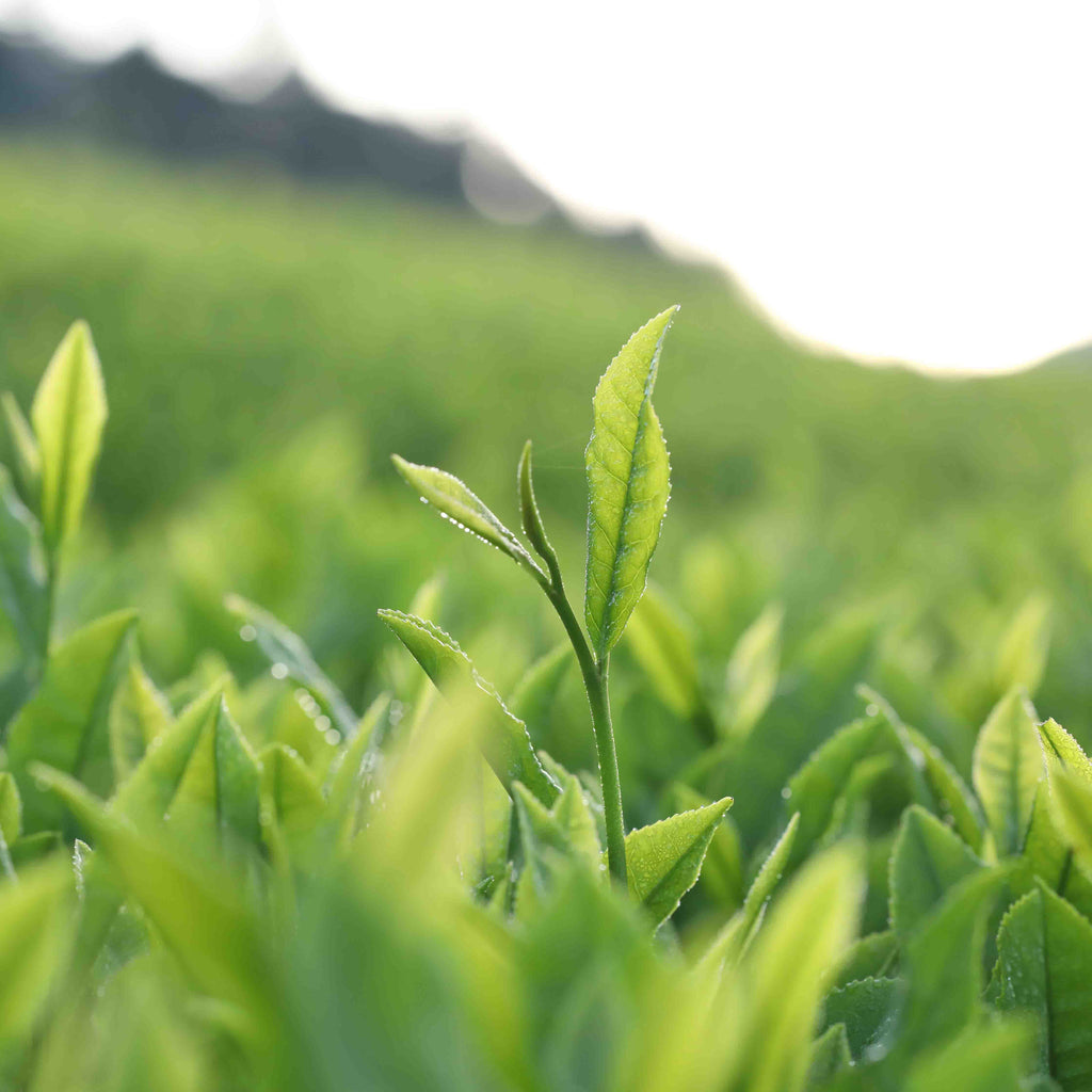 Shincha Koushun